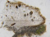 Rinodina disjuncta image