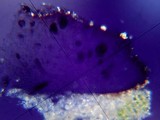 Rinodina disjuncta image