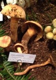 Chroogomphus tomentosus image