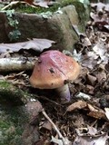 Cortinarius stillatitius image