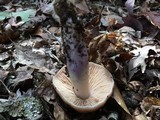 Cortinarius stillatitius image