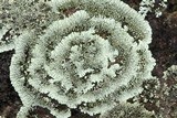 Dimelaena oreina image