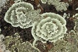 Dimelaena oreina image