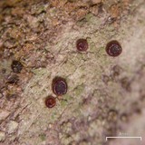 Bacidia laurocerasi image