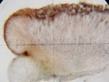 Bacidia laurocerasi image