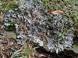 Peltigera ponojensis image