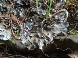 Peltigera ponojensis image