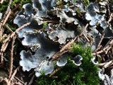 Peltigera ponojensis image