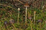 Psilocybe semilanceata image