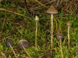 Psilocybe semilanceata image