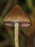 Psilocybe semilanceata image