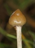 Psilocybe semilanceata image