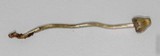 Psilocybe semilanceata image