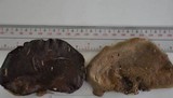 Auricularia polytricha image