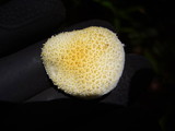 Cyptotrama asprata image