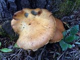 Gymnopilus magnus image