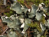 Peltigera aphthosa image