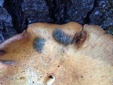 Gymnopilus magnus image