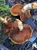 Gymnopilus magnus image