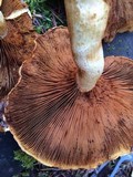 Gymnopilus magnus image