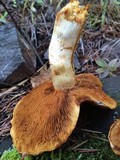 Gymnopilus magnus image