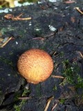 Gymnopilus thiersii image