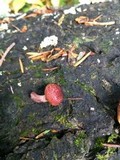 Gymnopilus thiersii image