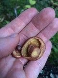 Gymnopilus thiersii image