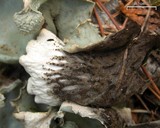 Peltigera aphthosa image