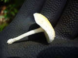 Cyptotrama asprata image