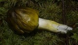 Tricholoma sejunctum image