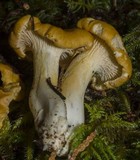 Cantharellus formosus image