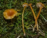 Rickenella fibula image