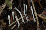 Clavicorona taxophila image