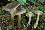 Ampulloclitocybe avellaneoalba image