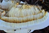 Fomitopsis officinalis image