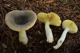 Russula clavipes image