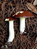 Suillus brevipes image
