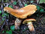 Suillus caerulescens image