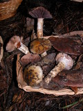 Cortinarius glutinosoarmillatus image