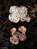 Hydnellum peckii image