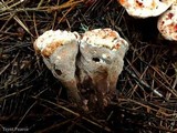 Hydnellum peckii image