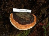 Fomitopsis mounceae image