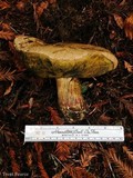 Boletus rubripes image