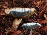 Boletus rubripes image