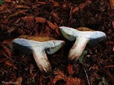 Boletus rubripes image