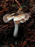 Amanita pachycolea image