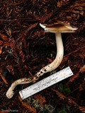 Amanita pachycolea image
