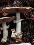 Agaricus moelleri image