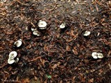 Agaricus moelleri image